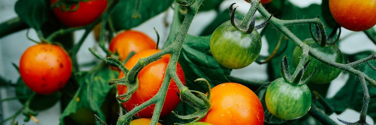 tomate- Livraison de fruits et légumes BIO - Graines d'ici - Nantes