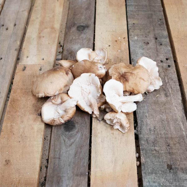Champignon Shiitake