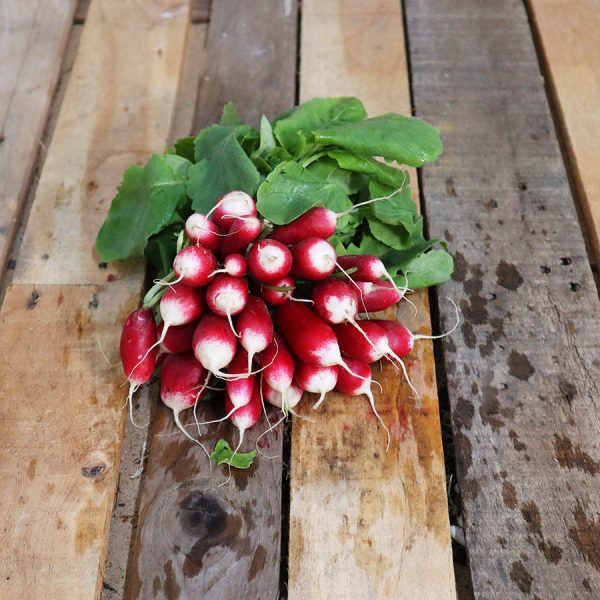 Radis rose