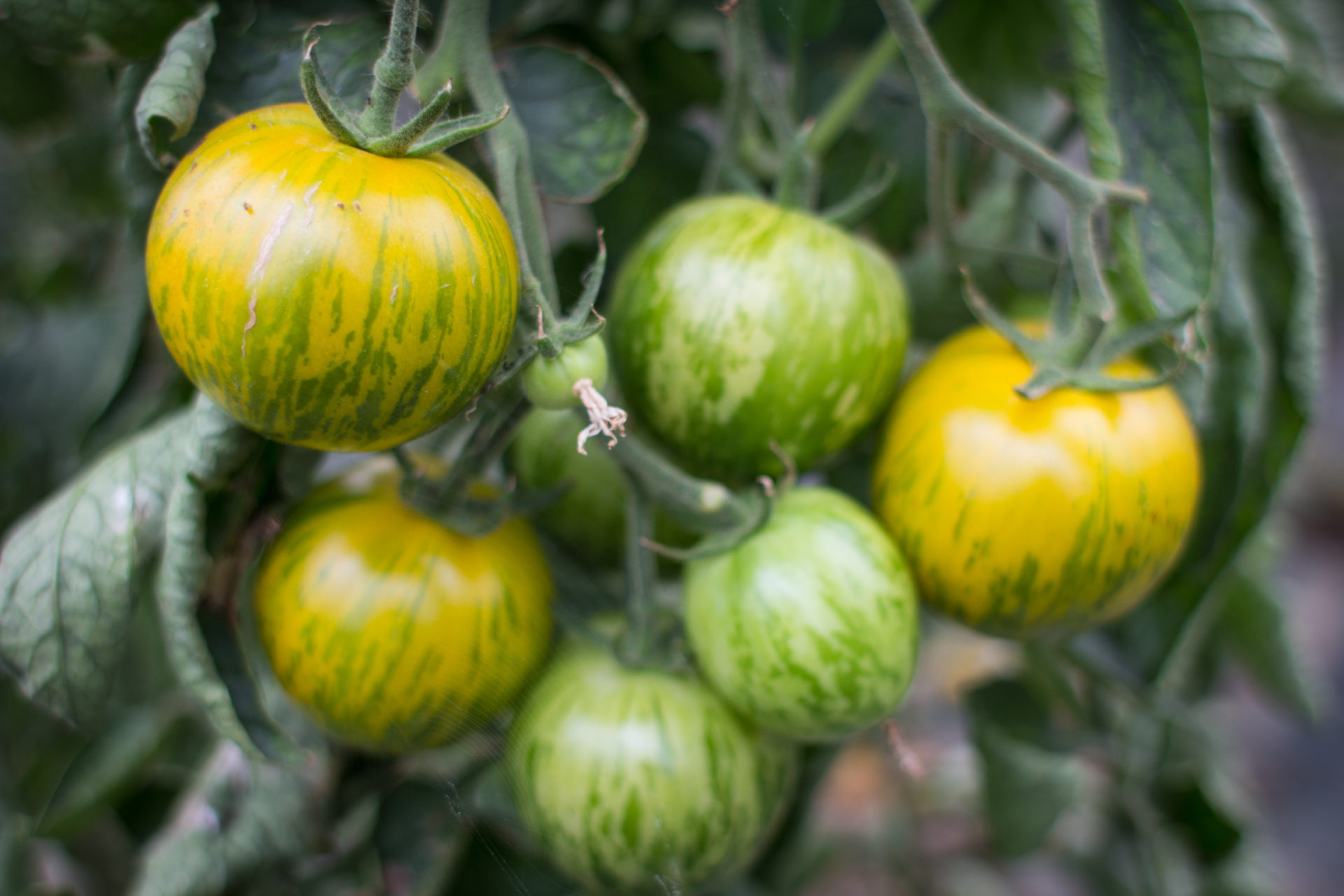 tomates vertes