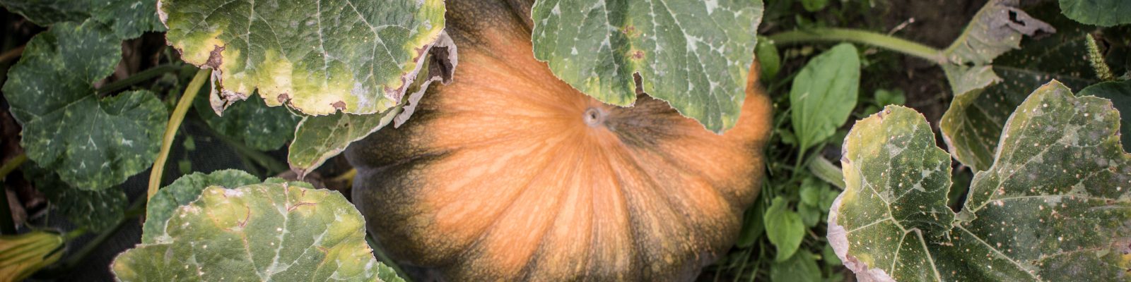 courge muscade - Livraison de fruits et légumes BIO - Graines d'ici - Nantes