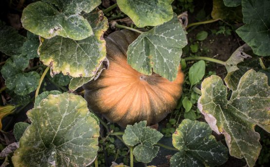 courge muscade - Livraison de fruits et légumes BIO - Graines d'ici - Nantes