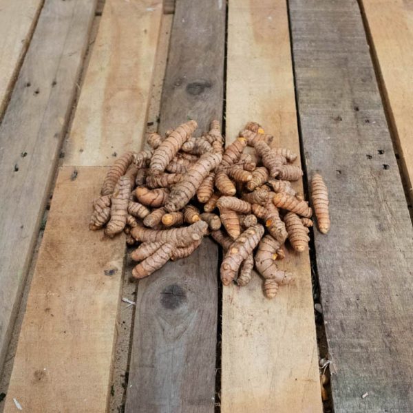 Curcuma
