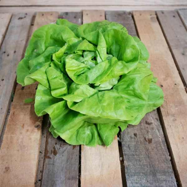 Salade Laitue verte