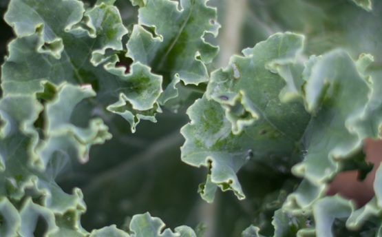 Le chou kale bio de chez Patrick GAUTHIER producteur local de Graines d'ici