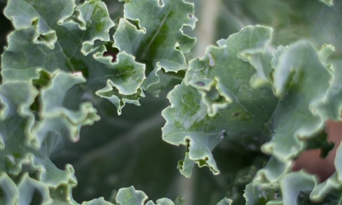 Le chou kale bio de chez Patrick GAUTHIER producteur local de Graines d'ici