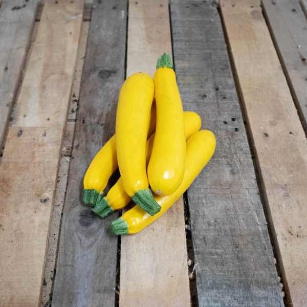 courgette jaune bio