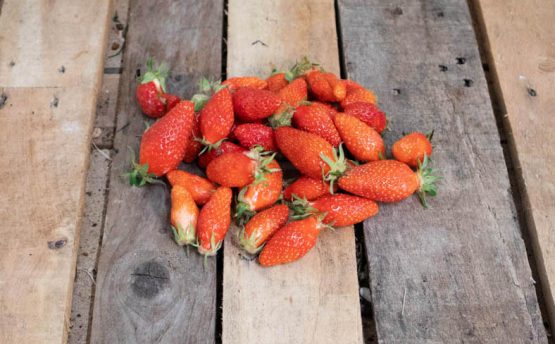 Fraises gariguette 44 - Livraison de fruits et légumes BIO - Graines d'ici - Nantes