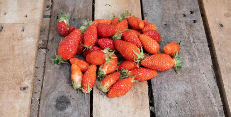 Fraises gariguette 44 - Livraison de fruits et légumes BIO - Graines d'ici - Nantes