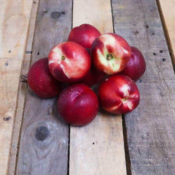 Nectarine blanche