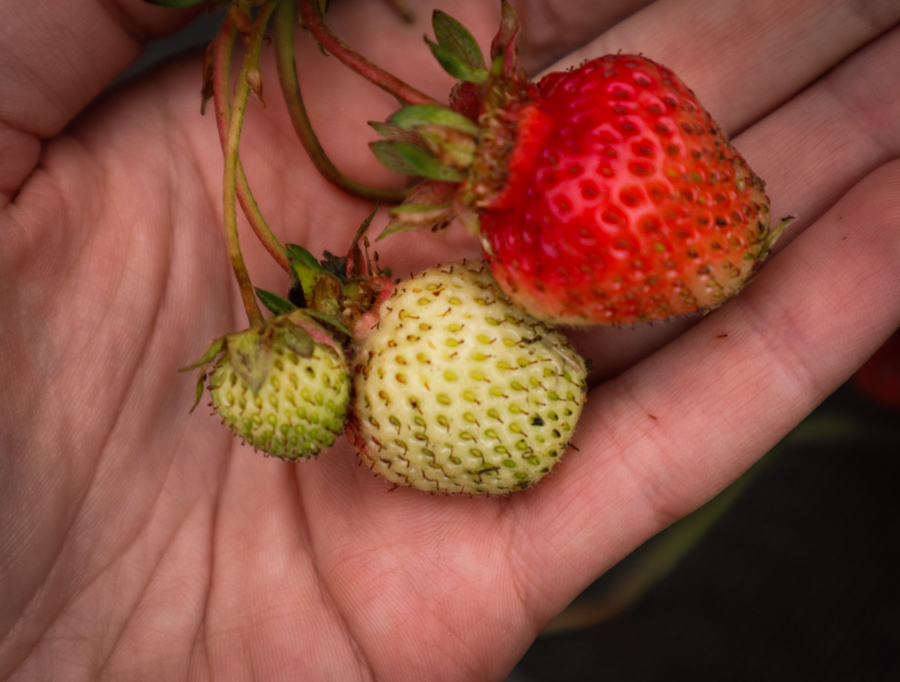 Les Cueillettes d'Annette - Livraison de fruits et légumes BIO - Graines d'ici - Nantes