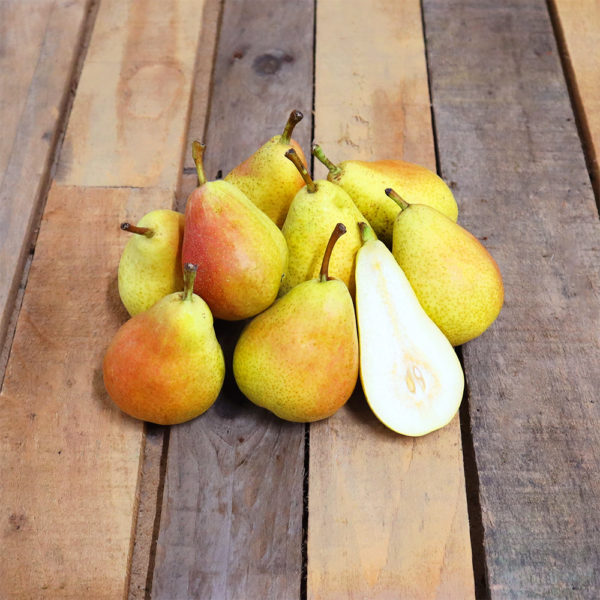 Poire Guyot