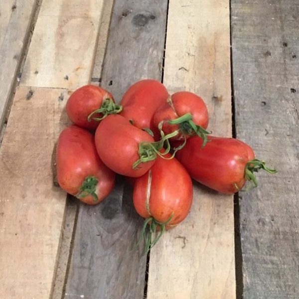 Tomate Cornue des Andes