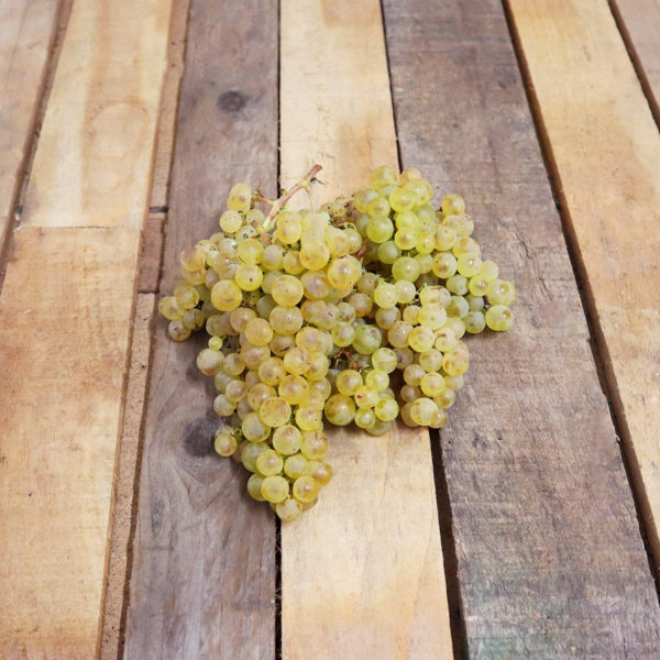 Raisin Chasselas