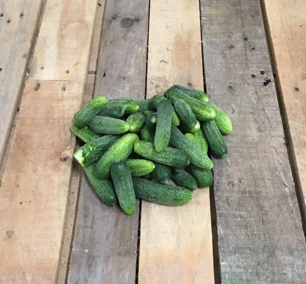 Cornichon