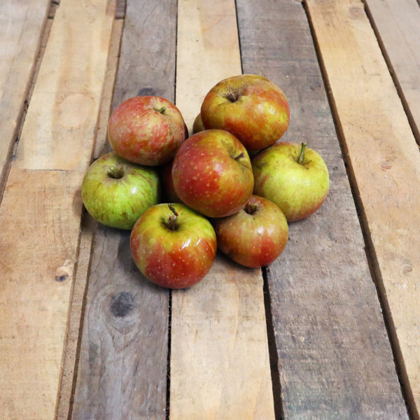 Pomme Belle de Boskoop