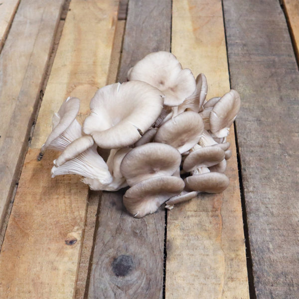 Champignon Pleurote