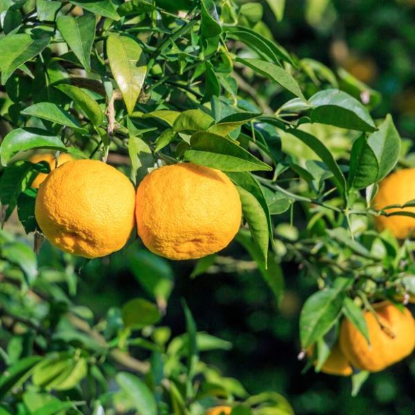 Yuzu