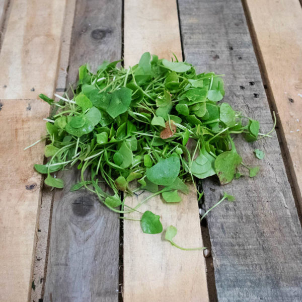 Salade / Pourpier d'hiver