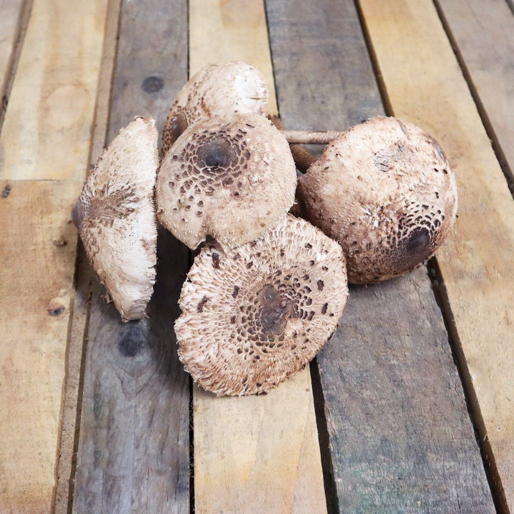 Coulemelle Graines d'ici