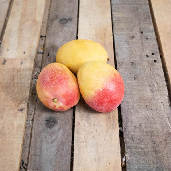 Mangue Haden