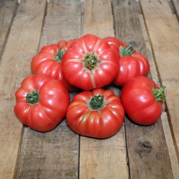 Tomate rose