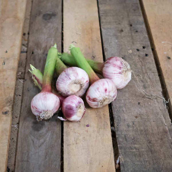 Ail violet "nouveau"