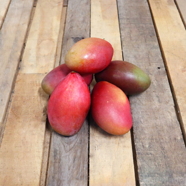 Mangue Osteen x2