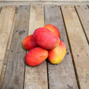 Mangue Kent  x1