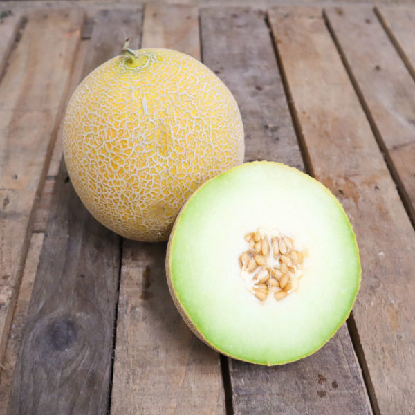 Melon Galia