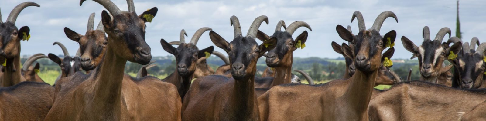 chèvres exploitation biologique