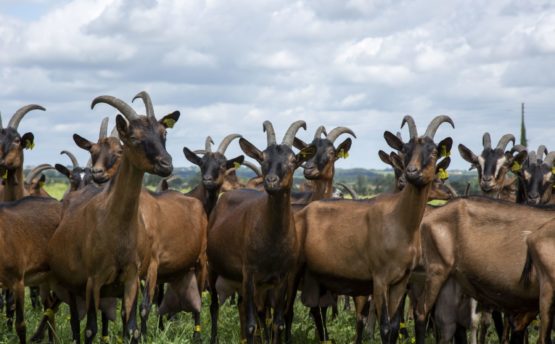 chèvres exploitation biologique