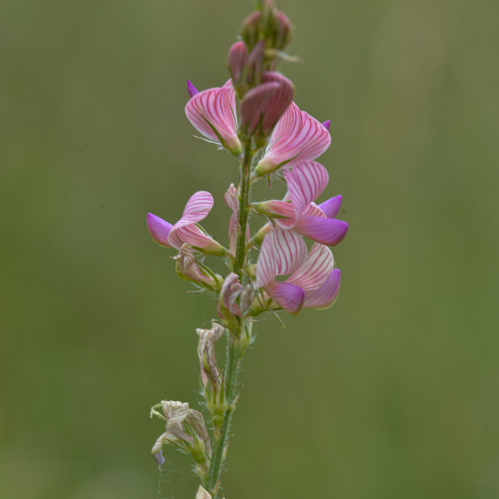 Sainfoin alimentation des chèvres