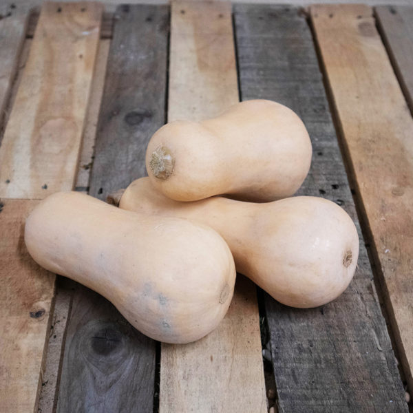 Courge Butternut "petit calibre"