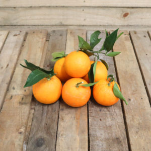 Orange d'Italie
