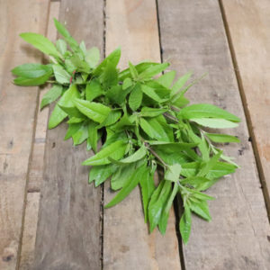 Verveine citronnée