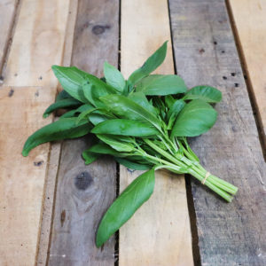Basilic