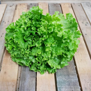 Salade Batavia