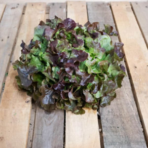 Salade Feuille de chêne brune