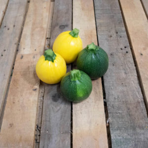 Courgette ronde x1
