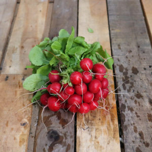 Radis rouge